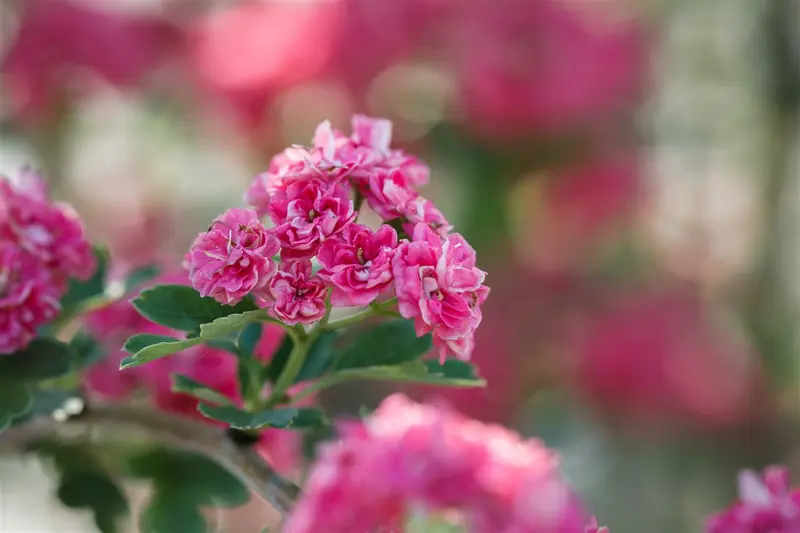 crataegus media 'paul's scarlet' C7,5 - afbeelding 2