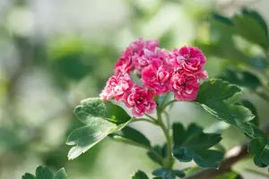crataegus media 'paul's scarlet' C7,5 - afbeelding 3