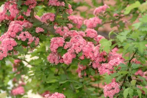 crataegus media 'paul's scarlet' C7,5 - afbeelding 4