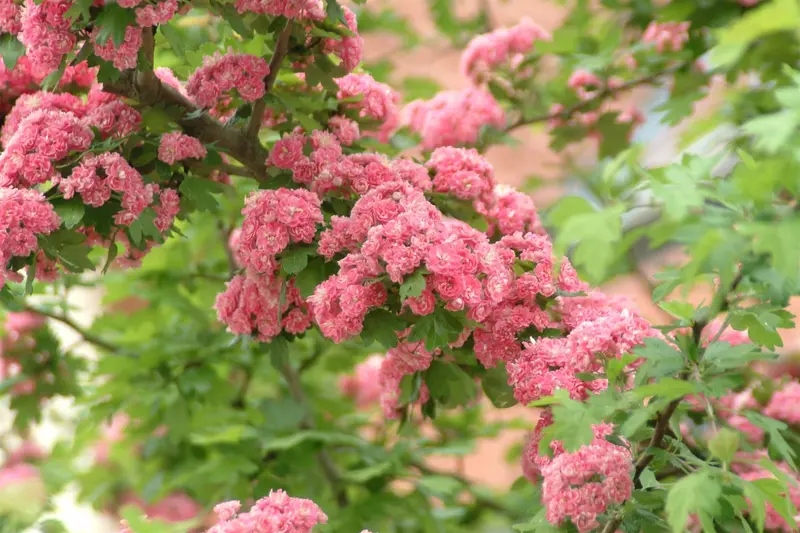 crataegus media 'paul's scarlet' C7,5 - afbeelding 5