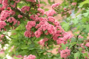 crataegus media 'paul's scarlet' C7,5 - afbeelding 5