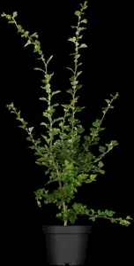 crataegus media 'paul's scarlet' C7,5 - afbeelding 5