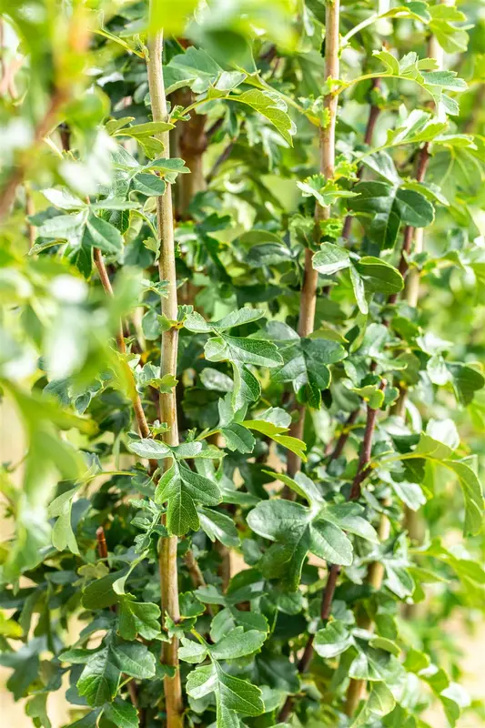 Crataegus mon. 'Stricta' 18/20 HO C - afbeelding 3