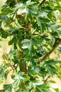 crataegus mon. 'stricta' (HOcm) - afbeelding 4