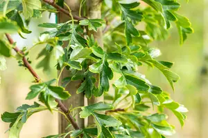 crataegus mon. 'stricta' (HOcm) - afbeelding 5