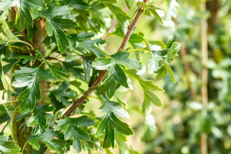 crataegus mon. 'stricta' (HOcm) - afbeelding 2