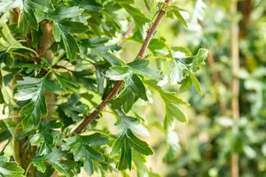 crataegus mon. 'stricta' (HOcm) - afbeelding 2