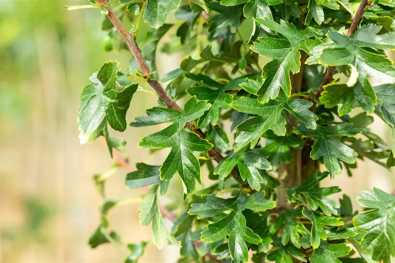 crataegus mon. 'stricta' (HOcm) - afbeelding 5