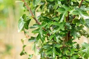 crataegus mon. 'stricta' (HOcm) - afbeelding 5