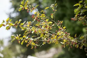 crataegus monogyna (250-300 cm) - afbeelding 2