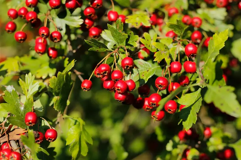 crataegus monogyna (250-300 cm) - afbeelding 5