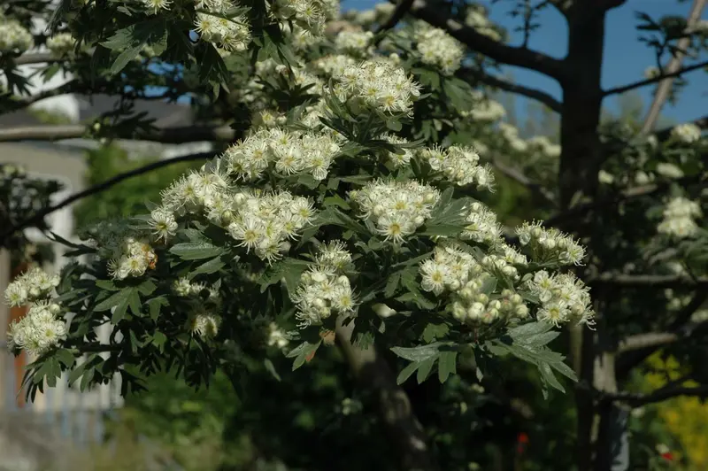 crataegus monogyna (250-300 cm) - afbeelding 4