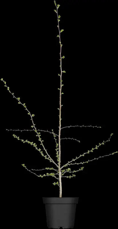 crataegus monogyna (250-300 cm) - afbeelding 1