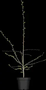 crataegus monogyna (250-300 cm) - afbeelding 5