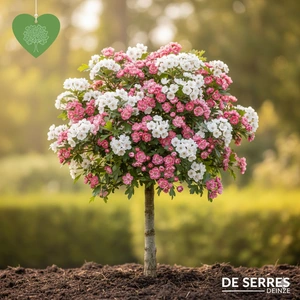 Crataegus mordenensis 'Toba' 12/14 C (HO)