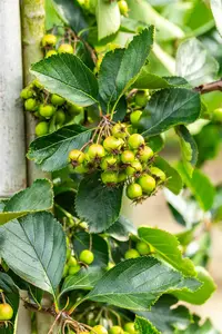 crataegus pers. 'splendens' ( crus-galli) 14/16 C - afbeelding 4