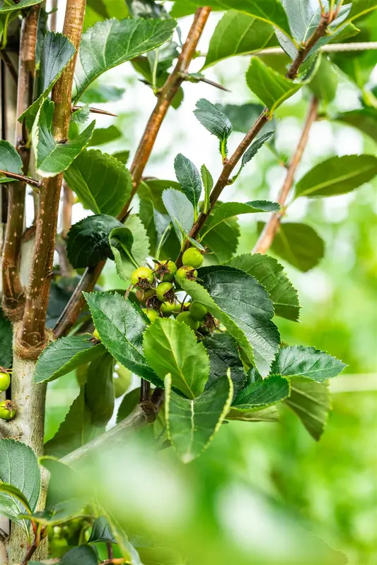 crataegus pers. 'splendens' ( crus-galli) 14/16 C - afbeelding 4