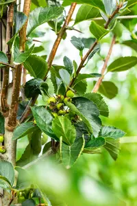 crataegus pers. 'splendens' ( crus-galli) 14/16 C - afbeelding 4