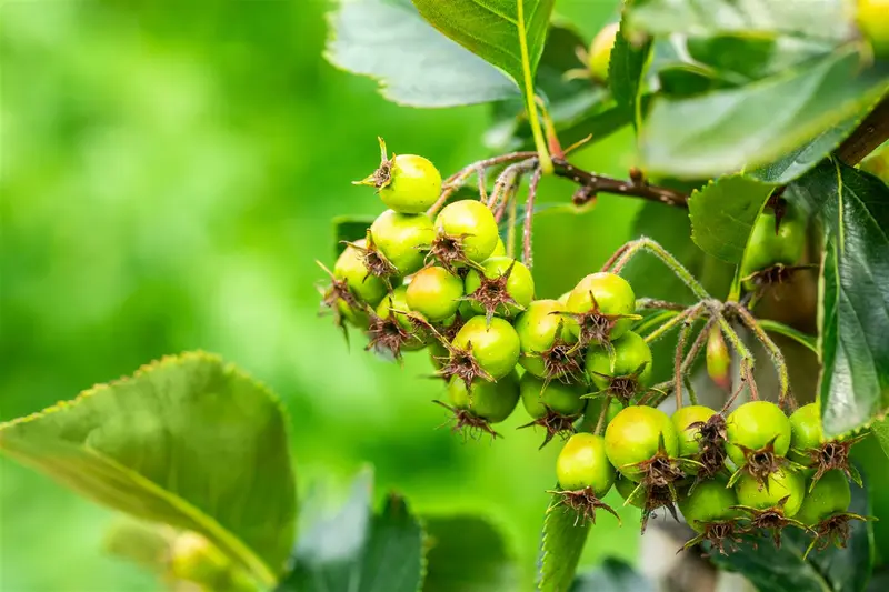 crataegus pers. 'splendens' ( crus-galli) 14/16 C - afbeelding 2
