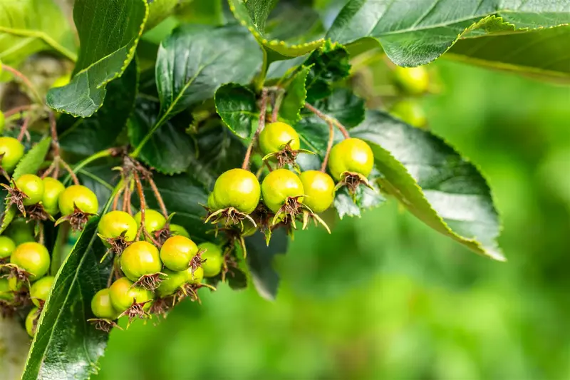 crataegus pers. 'splendens' ( crus-galli) 14/16 C - afbeelding 3
