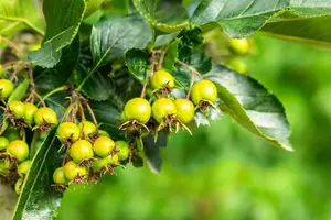 crataegus pers. 'splendens' ( crus-galli) 14/16 C - afbeelding 3