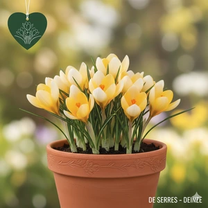 Crocus chrysanthus 'Cream Beauty'