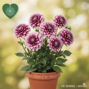 Dahlia 'Creme de Cassis'