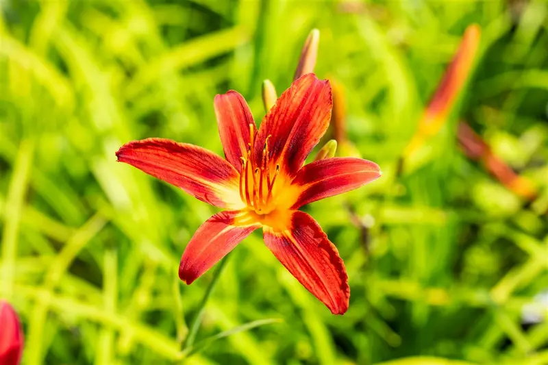 hemerocallis hybr. 'crimson pirate' P9 - afbeelding 4