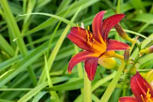 hemerocallis hybr. 'crimson pirate' P9 - afbeelding 4