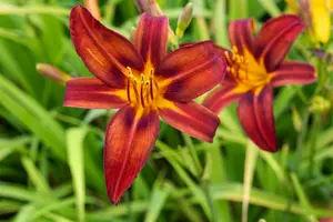 hemerocallis hybr. 'crimson pirate' P9 - afbeelding 2