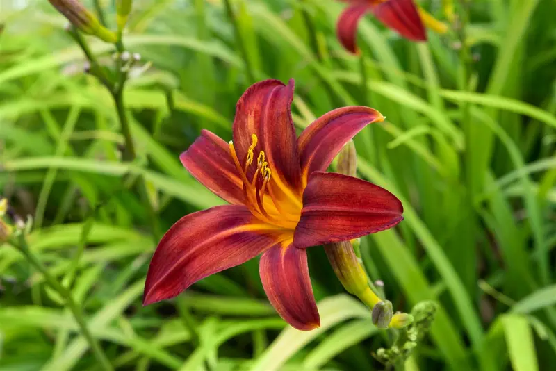 hemerocallis hybr. 'crimson pirate' P9 - afbeelding 3