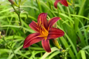 hemerocallis hybr. 'crimson pirate' P9 - afbeelding 3