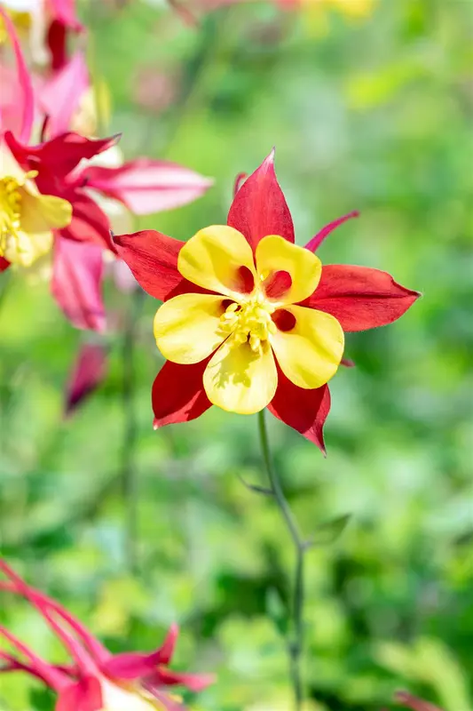 Crimson Star - afbeelding 5