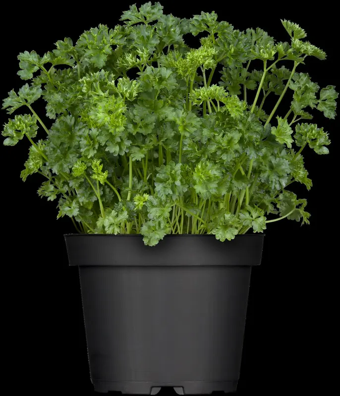 crispum - afbeelding 5
