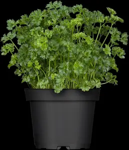 crispum - afbeelding 5