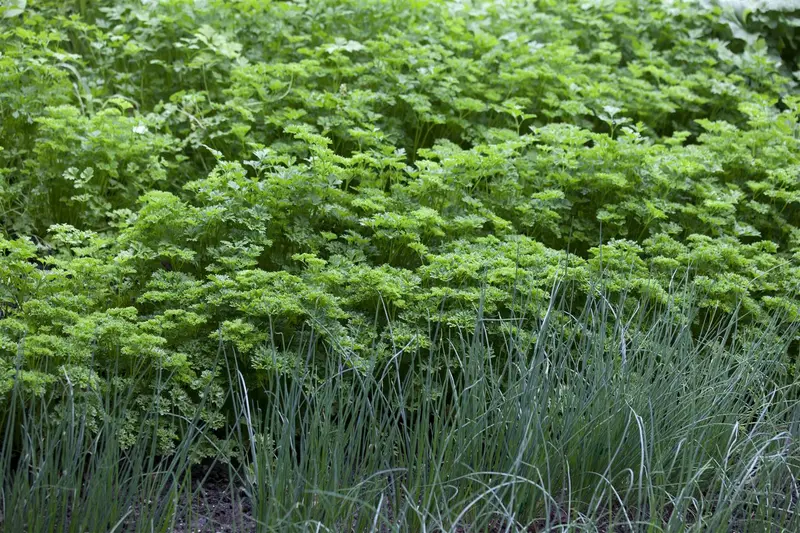 crispum - afbeelding 2