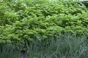 crispum - afbeelding 2