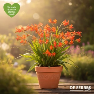 Crocosmia x crocosmiiflora 'Fire King' P9