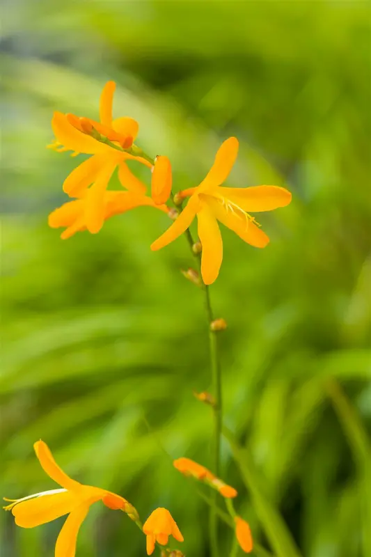 Crocosmia 'George Davidson' BLOEMBOL *7 - afbeelding 2