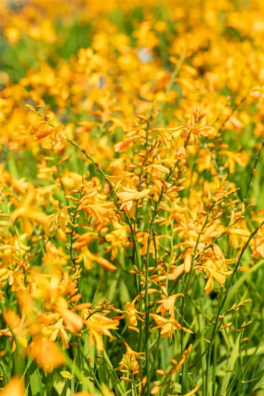 Crocosmia 'George Davidson' BLOEMBOL *7 - afbeelding 4