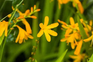 Crocosmia 'George Davidson' BLOEMBOL *7 - afbeelding 1