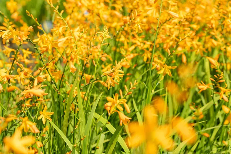 Crocosmia 'George Davidson' BLOEMBOL *7 - afbeelding 5