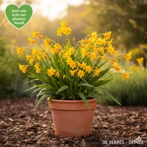Crocosmia hybr. 'Buttercup' P9