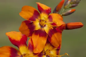 Crocosmia hybr. 'Emily Mckenzie' BLOEMBOL *7 - afbeelding 1