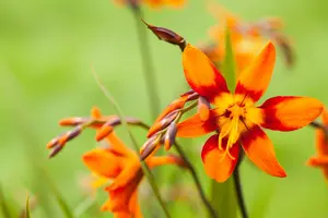 Crocosmia hybr. 'Emily Mckenzie' BLOEMBOL *7 - afbeelding 3