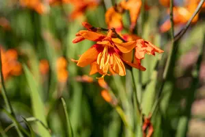 Crocosmia hybr. 'Emily Mckenzie' BLOEMBOL *7 - afbeelding 4