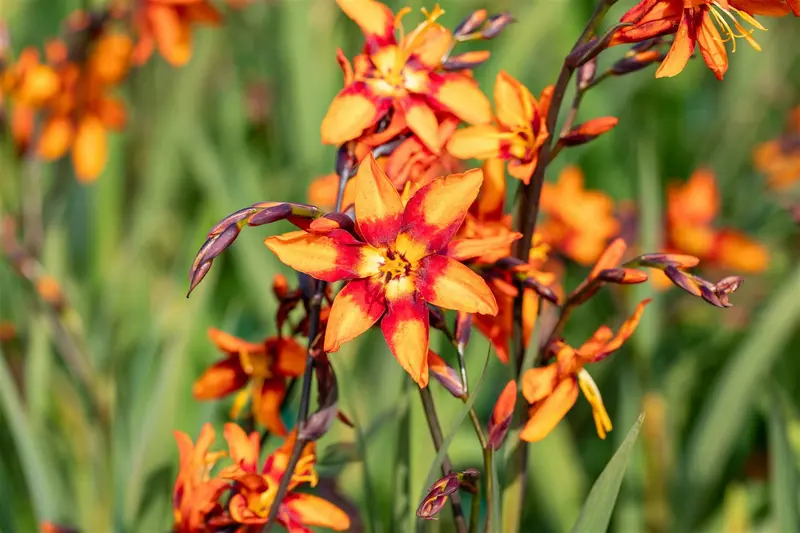 Crocosmia hybr. 'Emily Mckenzie' BLOEMBOL *7 - afbeelding 5