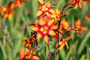 Crocosmia hybr. 'Emily Mckenzie' BLOEMBOL *7 - afbeelding 5
