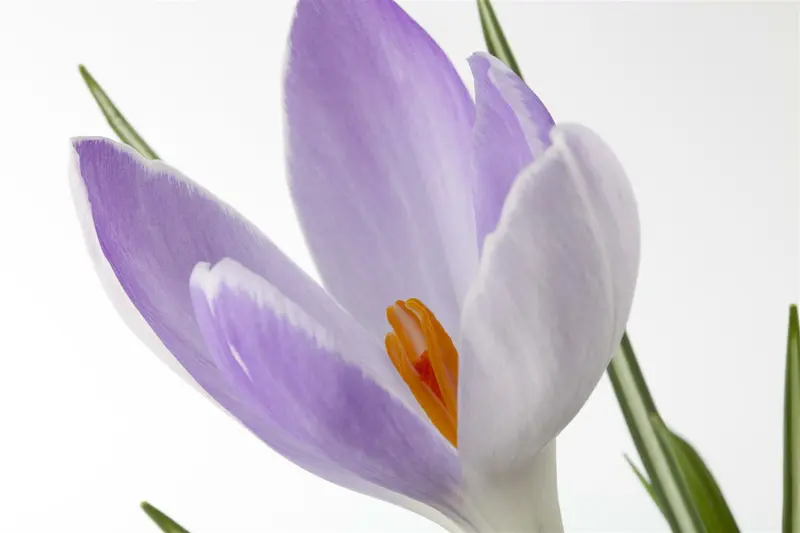 Crocus botanisch gemengd - mix BLOEMBOL 6/+ *100 - afbeelding 1