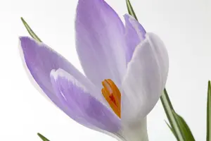 Crocus botanisch gemengd - mix BLOEMBOL 6/+ *100 - afbeelding 1